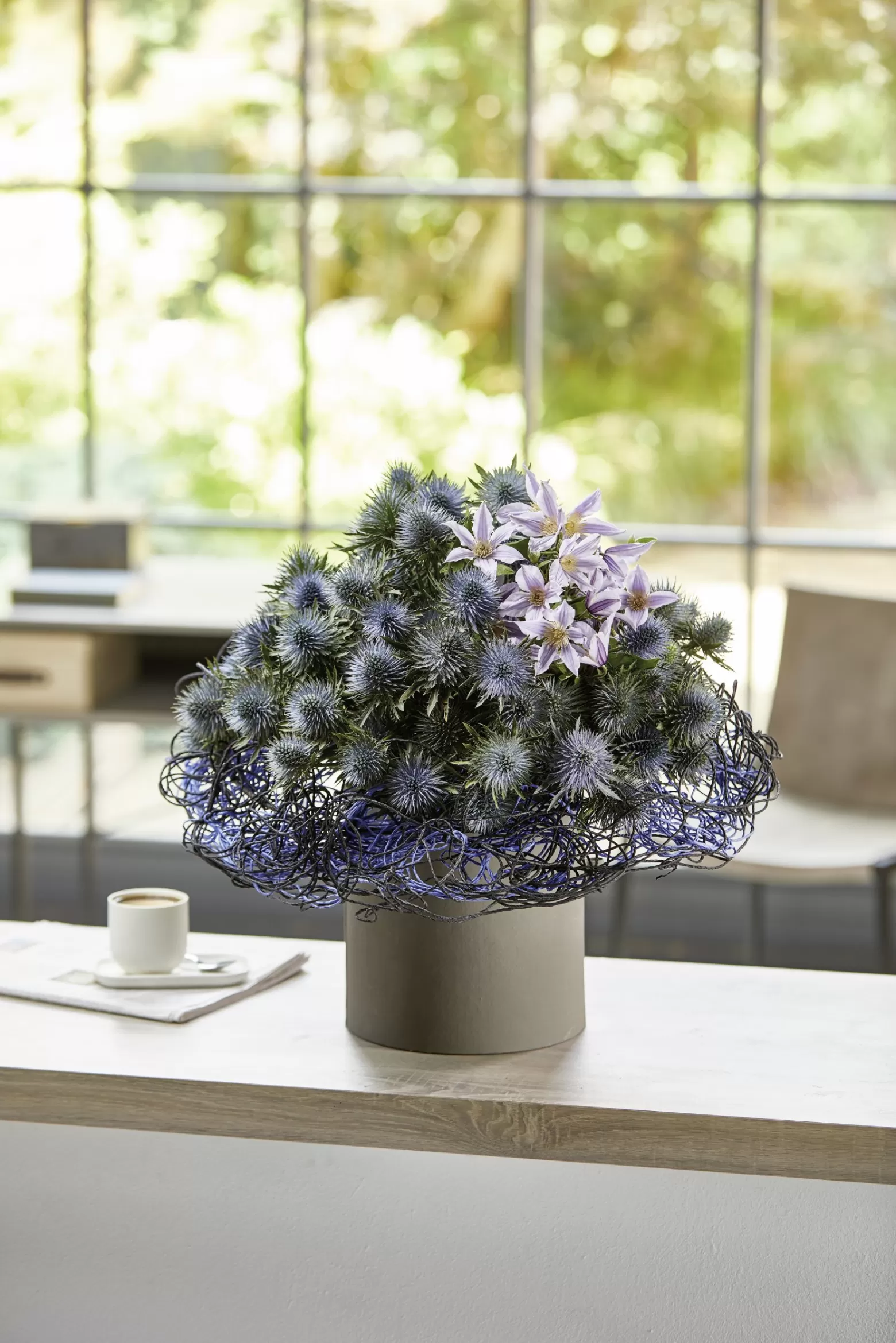 Eryngium Questar® Marginpar